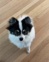 Jude – Tiny Pomeranian • Trained & Vaccinated, a male Pomeranian for sale in Los Angeles, CA – 5 of 9