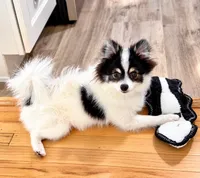Jude – Tiny Pomeranian • Trained & Vaccinated, a male Pomeranian for sale in Los Angeles, CA – 6 of 9