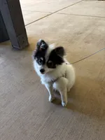 Jude (Toy Size, 5.7lbs current at 6.5 months) Price reduced from 3k!, a male Pomeranian for sale in Carmichael, CA – 5 of 10