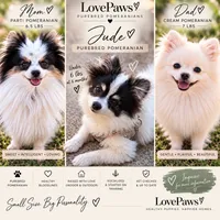 Jude (Toy Size, 5.7lbs current at 6.5 months) Price reduced from 3k!, a male Pomeranian for sale in Carmichael, CA – 9 of 10