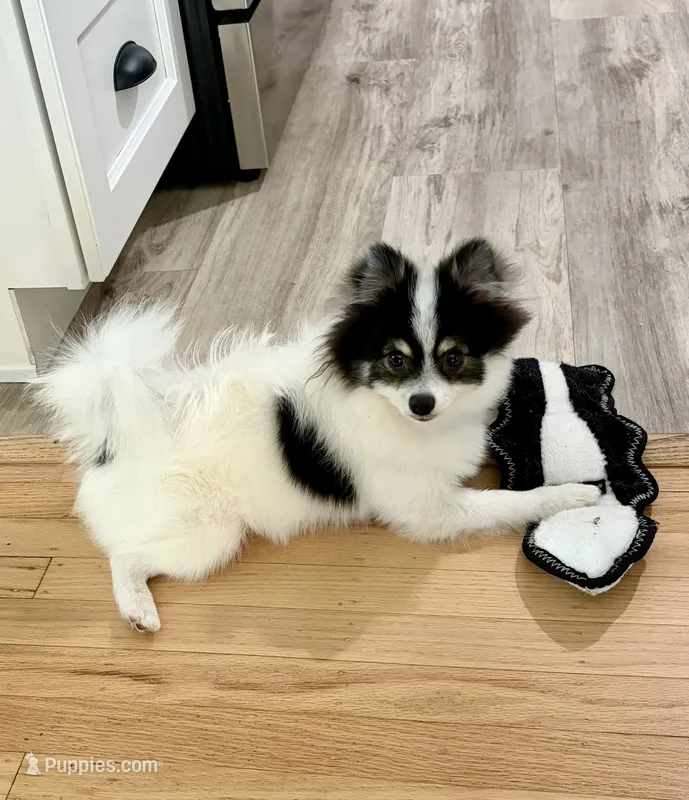 Jude – Tiny Pomeranian • Trained & Vaccinated – Pomeranian puppy for sale in Carmichael, CA