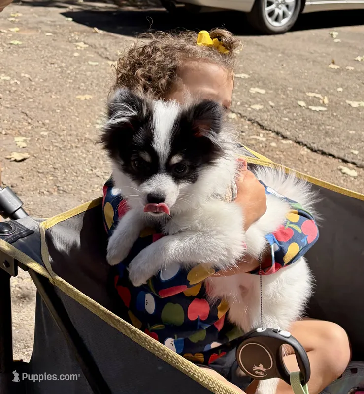 Jude (Toy Size, 5.5lbs current at 6 months) Price reduced from 3k! – Pomeranian puppy for sale in Carmichael, CA