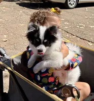 Jude (Toy Size, 5.7lbs current at 6.5 months) Price reduced from 3k!, a male Pomeranian for sale in Carmichael, CA – 3 of 10