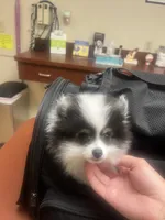 Pongo (Toy Size, 2.4lbs current at 13 weeks), a male Pomeranian for sale in Sacramento, CA – 5 of 9