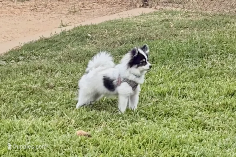 Jude (Toy Size, 5lbs current at 6 months) Price reduced from 3k! – Pomeranian puppy for sale in Carmichael, CA