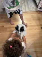 Pongo (Toy Size, 3.2lbs current at 16weeks) Price reduced from 3k!!!, a male Pomeranian for sale in Sacramento, CA – 4 of 10
