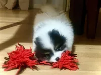 Pongo, a male Pomeranian for sale in Sacramento, CA – Photo 2 of 10