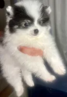 Pongo, a male Pomeranian for sale in Sacramento, CA – Photo 3 of 10