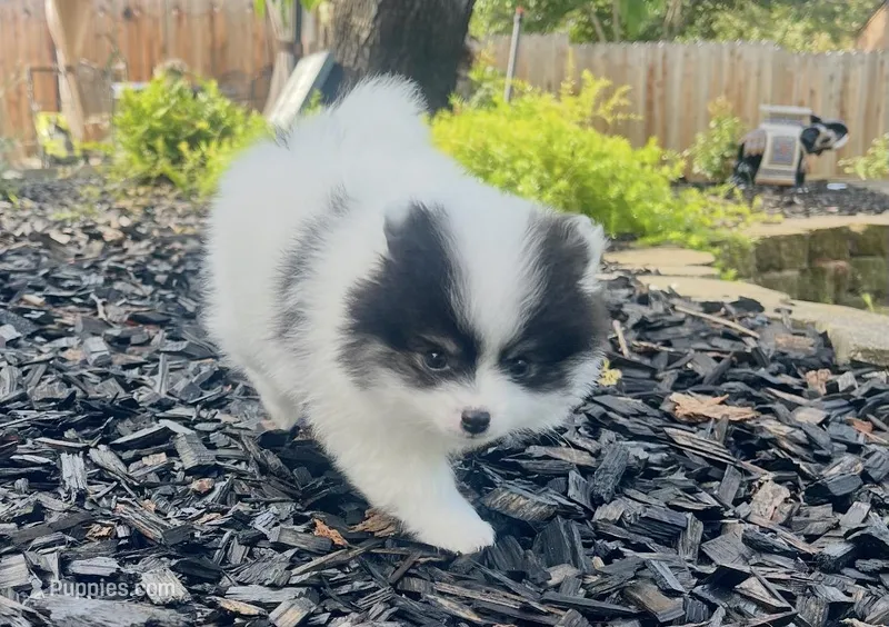 Pongo – Pomeranian puppy for sale in Sacramento, CA