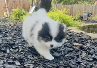 Pongo, a male Pomeranian for sale in Sacramento, CA – Photo 1 of 10