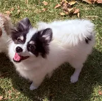 Jude (Toy Size, 5lbs current at 6 months) Price reduced from 3k!, a male Pomeranian for sale in Carmichael, CA – 2 of 10