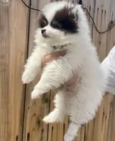 Pongo (Toy Size, 2.4lbs current at 13 weeks), a male Pomeranian for sale in Sacramento, CA – 4 of 9