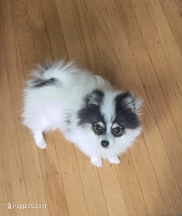 Pongo (Toy Size, 4.4lbs current at 4 months) Price reduced from 3k!!! – Pomeranian puppy for sale in Sacramento, CA