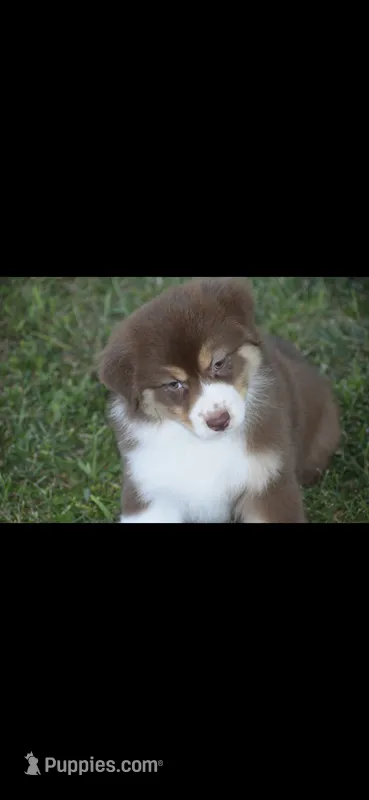 Toot – Australian Shepherd puppy for sale in Gilman City, MO