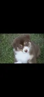 Toot, a female Australian Shepherd for sale in Gilman City, MO – 1 of 3