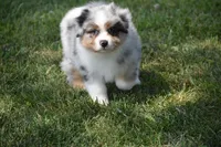 Rudder, a male Australian Shepherd for sale in Gilman City, MO – 2 of 8