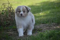 Port, a female Australian Shepherd for sale in Gilman City, MO – 7 of 9