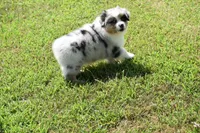 Rudder, a male Australian Shepherd for sale in Gilman City, MO – 6 of 8