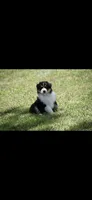 Manx, a female Australian Shepherd for sale in Gilman City, MO – 2 of 7