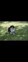 Manx, a female Australian Shepherd for sale in Gilman City, MO – 3 of 7