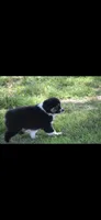 Smokestack, a male Australian Shepherd for sale in Gilman City, MO – 1 of 4