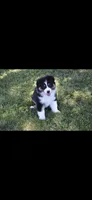 Chug, a male Australian Shepherd for sale in Gilman City, MO – 3 of 4