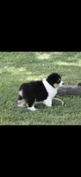Sphynx , a male Australian Shepherd for sale in Gilman City, MO – 4 of 7
