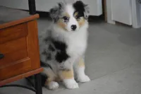 Keel, a female Australian Shepherd for sale in Gilman City, MO – 7 of 8