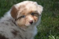 Helm, a male Australian Shepherd for sale in Gilman City, MO – 6 of 7