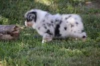 Rudder, a male Australian Shepherd for sale in Gilman City, MO – 5 of 8