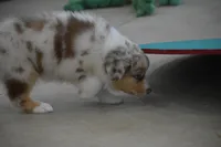 Port, a female Australian Shepherd for sale in Gilman City, MO – 9 of 9