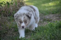 Port, a female Australian Shepherd for sale in Gilman City, MO – 6 of 9