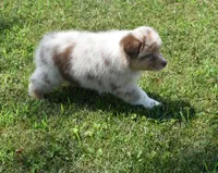 Helm, a male Australian Shepherd for sale in Gilman City, MO – 7 of 7