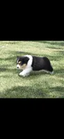 Sphynx , a male Australian Shepherd for sale in Gilman City, MO – 5 of 7