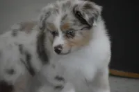 Port, a female Australian Shepherd for sale in Gilman City, MO – 8 of 9