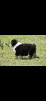 Manx, a female Australian Shepherd for sale in Gilman City, MO – 4 of 7