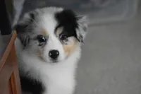 Keel, a female Australian Shepherd for sale in Gilman City, MO – 4 of 8