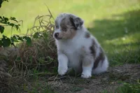 Port, a female Australian Shepherd for sale in Gilman City, MO – 2 of 9