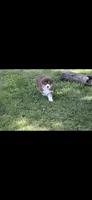 Toot, a female Australian Shepherd for sale in Gilman City, MO – 3 of 3