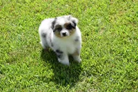 Rudder, a male Australian Shepherd for sale in Gilman City, MO – 8 of 8