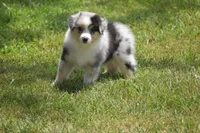 Keel, a female Australian Shepherd for sale in Gilman City, MO – 5 of 8