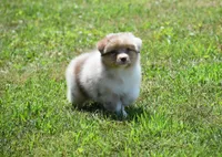 Helm, a male Australian Shepherd for sale in Gilman City, MO – 4 of 7