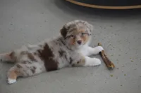 Helm, a male Australian Shepherd for sale in Gilman City, MO – 3 of 7