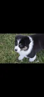 Chug, a male Australian Shepherd for sale in Gilman City, MO – 1 of 4