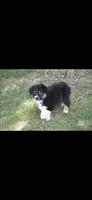 Smokestack, a male Australian Shepherd for sale in Gilman City, MO – 2 of 4
