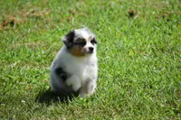 Rudder, a male Australian Shepherd for sale in Gilman City, MO – 4 of 8