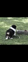 Sphynx , a male Australian Shepherd for sale in Gilman City, MO – 3 of 7
