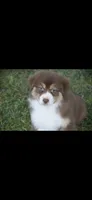 Toot, a female Australian Shepherd for sale in Gilman City, MO – 2 of 3