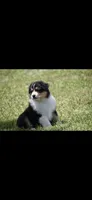 Manx, a female Australian Shepherd for sale in Gilman City, MO – 5 of 7