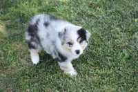 Keel, a female Australian Shepherd for sale in Gilman City, MO – 8 of 8